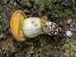 Sárga érdestinóru (Leccinellum crocipodium), Pilis